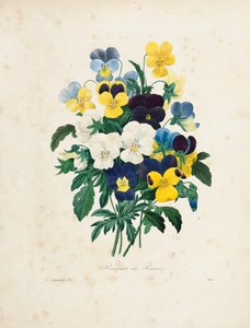 Victorin kaiverrettu orvokkikimppu teoksesta "Kauneimpien kukkien ja kauneimpien hedelmien valinta", osa. I, 1827-33